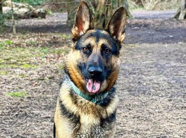 German shepherd male for studding