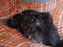 3 x male ragdoll x tabby kittens