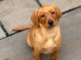 KC Registered Labrador Puppies