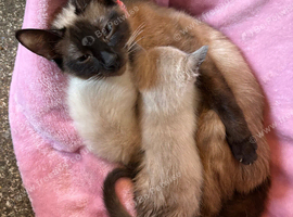1Boy chocolate Siamese point kitten