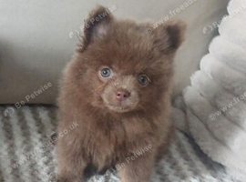 Beautiful lilac tan pomeranian girl