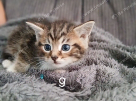 Gorgeous cross kittens
