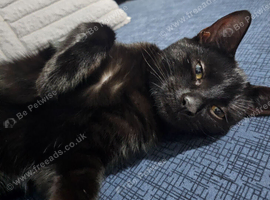 Loving, Friendly All-Black Male Cat Needs a New Home