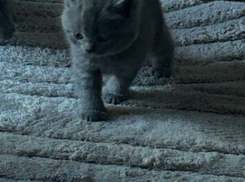 (One boy left now ) british short hair blue  boy ready to leave next week