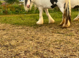 Mare 5 year old