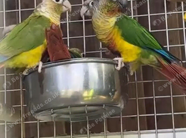 Conure parrots