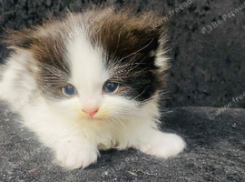 2 Mixed Breed Ragdoll + Persian Kittens available for a new home.