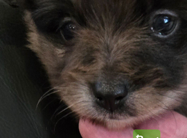 Pretty Pomeranians