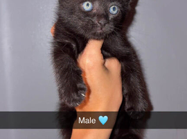4 kittens looking for new homes