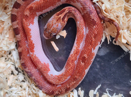 Extreme white pied sided corn snakes cb26