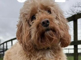 Apricot Cockapoo  boy 3 yrs
