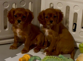 Cavalier King Charles spaniel