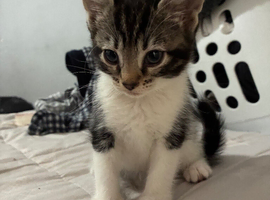 6 beautiful kittens ready for new home