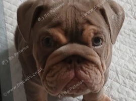 Male English bulldog