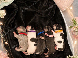 Waiting list for french bulldog puppies due soon