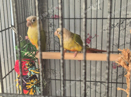 2 pineapple conures and large cage