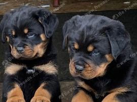 Kc registered very chunky solid pups