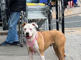 American bulldog puppy female