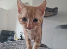 Beautiful 8 week old kittens
