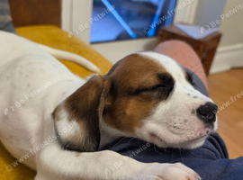 Boxer/Spaniel cross = Cuteness overload