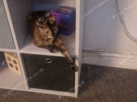Female kitten for sale