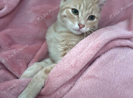 American Shorthair Boys