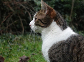Looking for a calm, loving forever home for Tommy