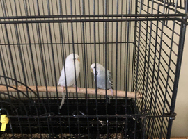 Bonded pair !