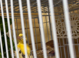 Young canary birds