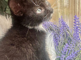 RAGDOLL CROSS BOY READY NOW