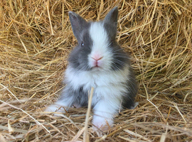 Baby Netherland Dwarf Doe for reaerving