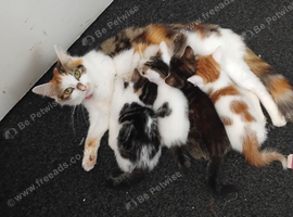 Kittens