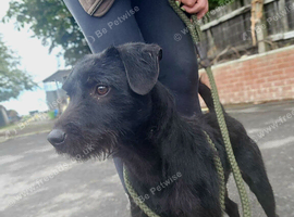 Patterdale Terrier