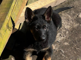 German Shepheard Champion Bloodline KC Registered Puppies.