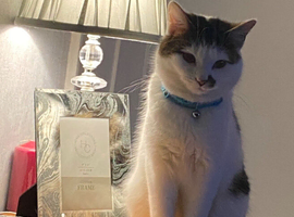 1 yr old white & tabby male