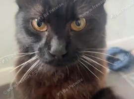 Black male Mainecoon 10 month old