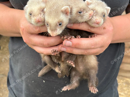 Half micro ferrets kits for rehoming