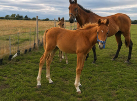 Sports horse colt foal to make 15.3hh