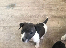 Puppy for new home ready