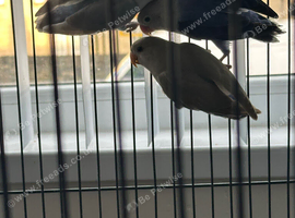 Hi for sale my lovebirds pairs very healthy and active