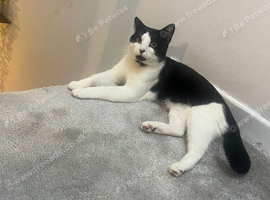 2 x mixed breed cats