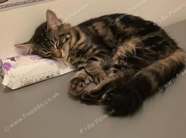 Beautiful male, Bengal kitten looking for a good home
