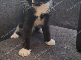 kittens for sale