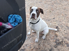 Springer spainal cross American bully