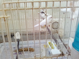Bengalese finches for sale