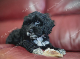 Ready To Go - F2 Cockapoo's Puppies