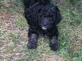 Purebred mini poodles ,last boy available