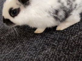 Baby rabbit 11 weeks old black and white