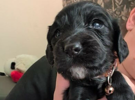 Beautiful litter of cocker spaniels!