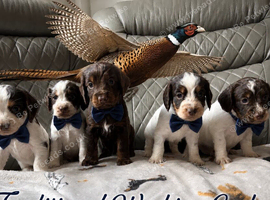 Traditional Working Cocker Spaniels